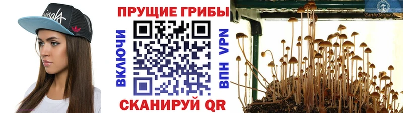 Галлюциногенные грибы Cubensis  Нижняя Тура 